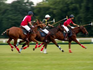 betting on polo