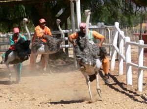 betting in africa: ostrich racing